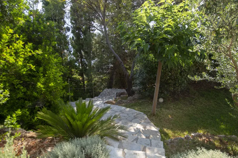 Stone path winding between olives and oleander in the garden